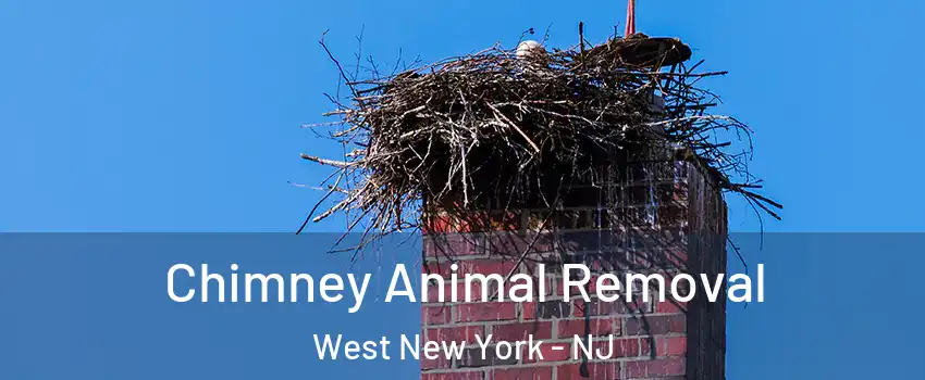 Chimney Animal Removal West New York - NJ