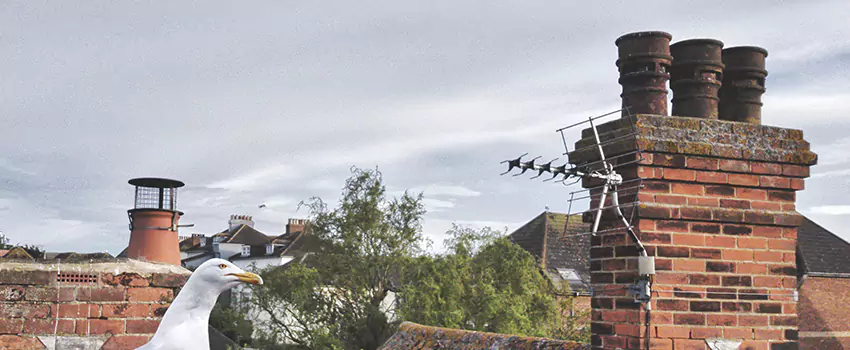 Chimney Cleaning And Restoration in West New York, New Jersey